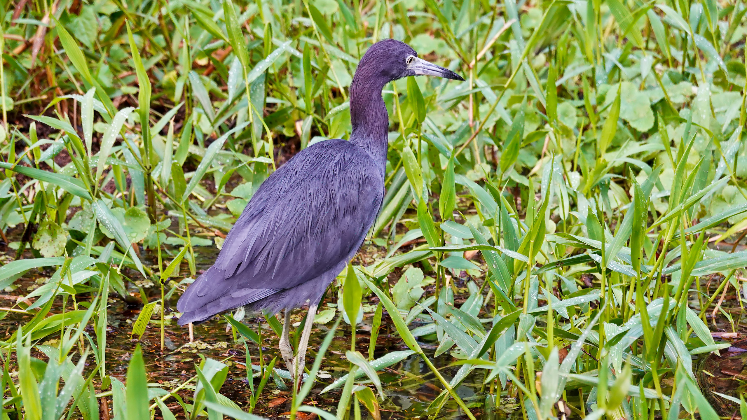 Vogel